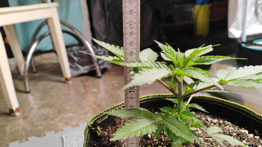 Erntedankfest 1. Week 4