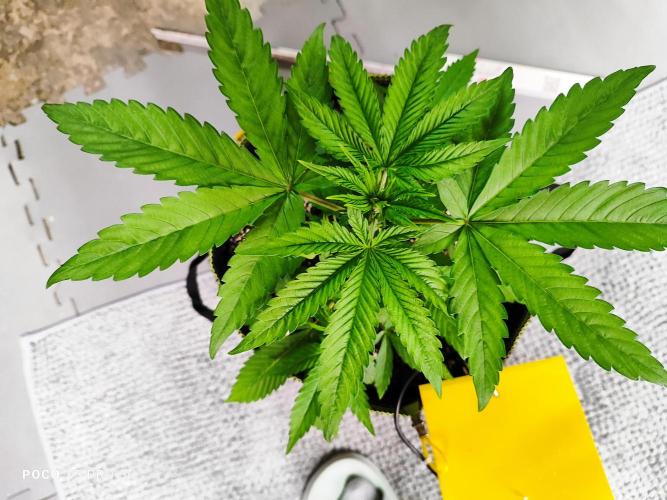 Erntedankfest 1. Week 4