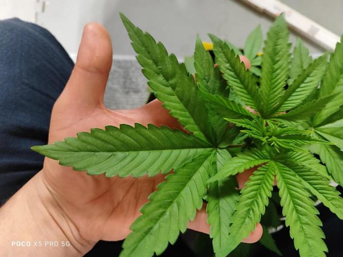 Erntedankfest 1. Week 4