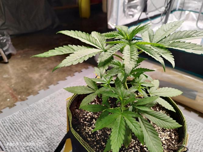 Erntedankfest 1. Week 4