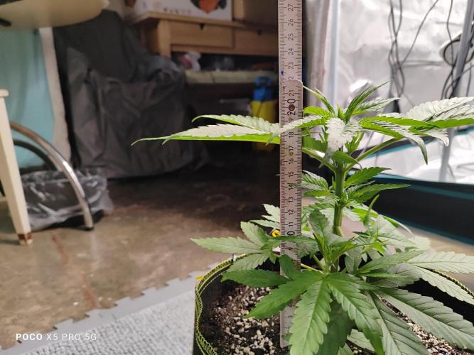 Erntedankfest 1. Week 4