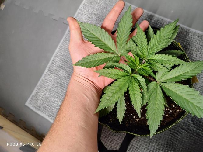 Erntedankfest 1. Week 4
