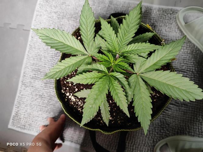 Erntedankfest 1. Week 4