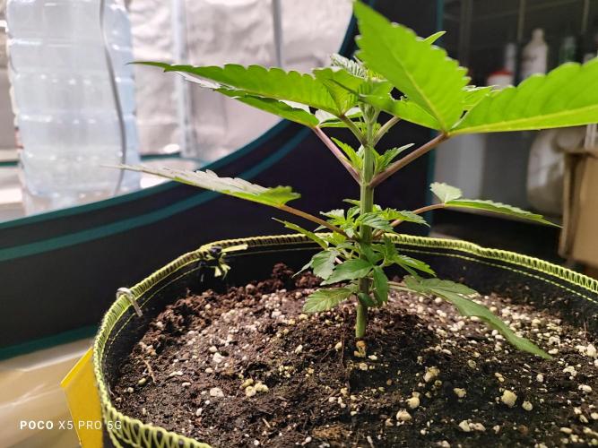 Erntedankfest 1. Week 4