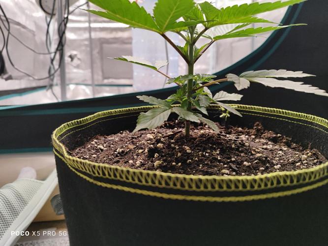Erntedankfest 1. Week 4