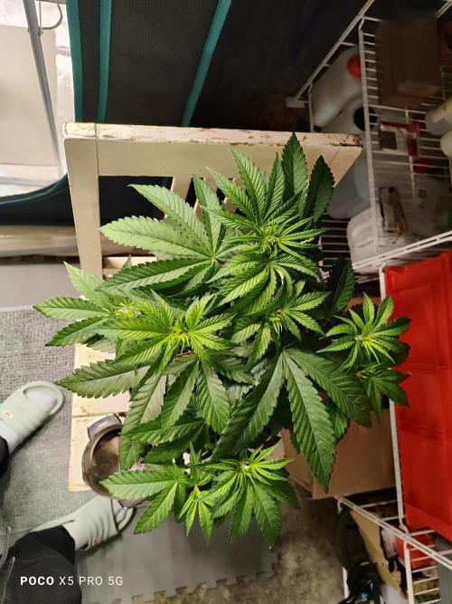 Erntedankfest 1. Week 5