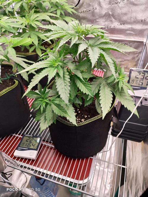 Erntedankfest 1. Week 5