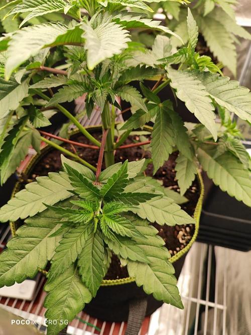 Erntedankfest 1. Week 5