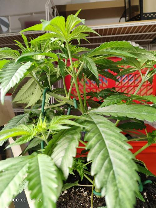 Erntedankfest 1. Week 5