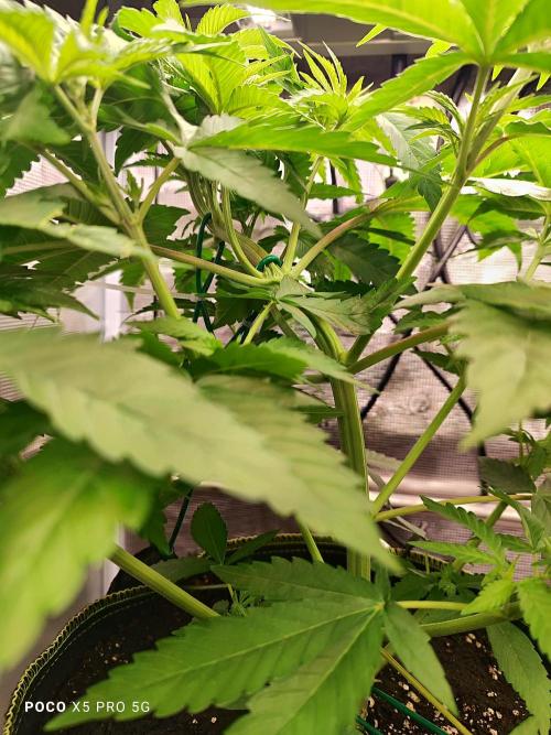 Erntedankfest 1. Week 5