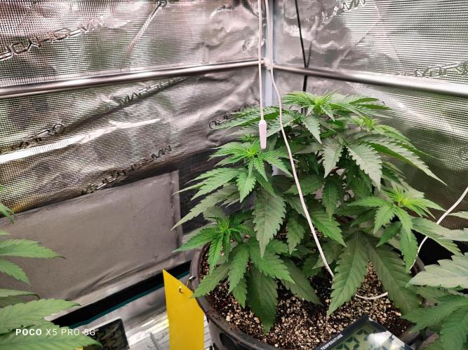 Erntedankfest 1. Week 6