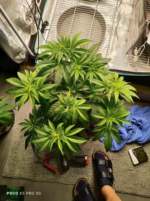 Erntedankfest 1. Week 6 - Mimosa SeriosTag 38
