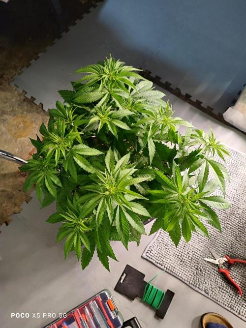 Erntedankfest 1. Week 6 - Mimosa Seriosa Tag 38