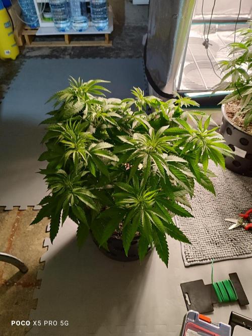 Erntedankfest 1. Week 6