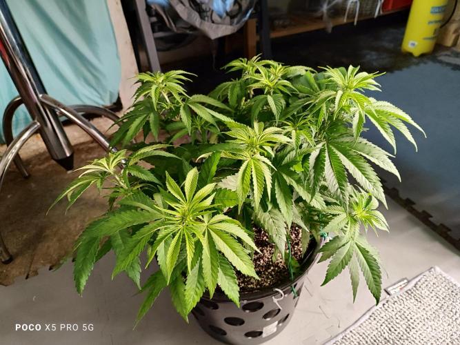 Erntedankfest 1. Week 6