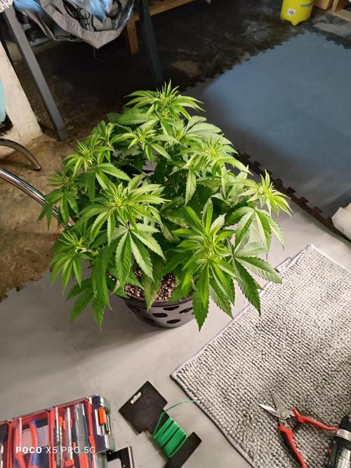 Erntedankfest 1. Week 6