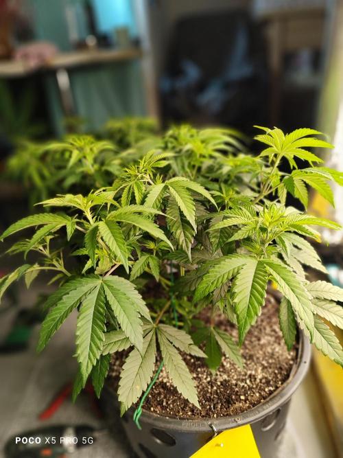 Erntedankfest 1. Week 6