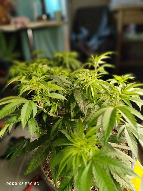 Erntedankfest 1. Week 6