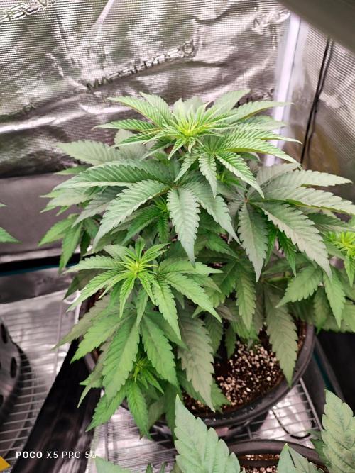 Erntedankfest 1. Week 6 - Seriotika 