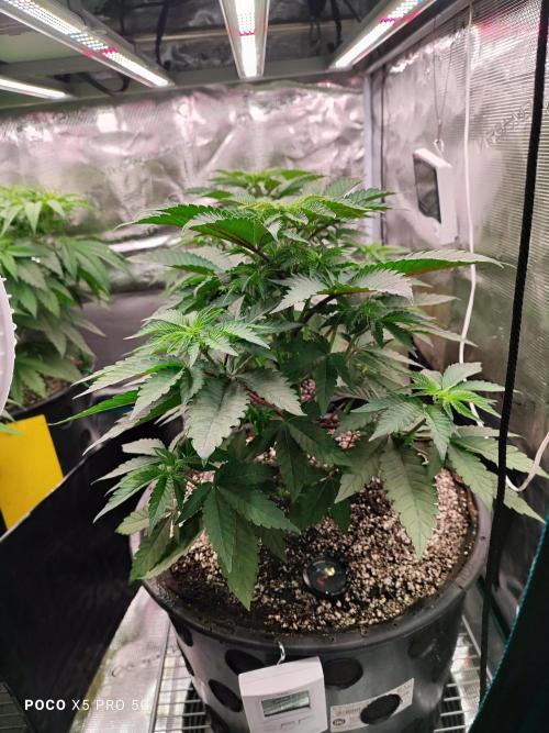 Erntedankfest 1. Week 6 - Seriotica