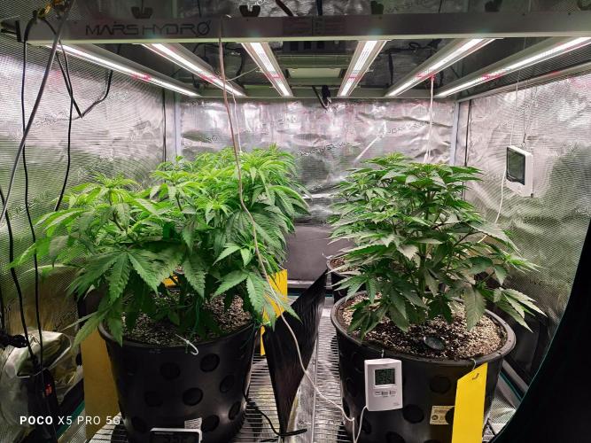 Erntedankfest 1. Week 7 - Bald geht's ab in die Blüte 