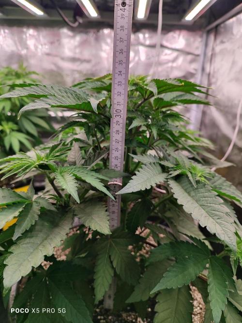 Erntedankfest 1. Week 7 - Angenehme Größe noch 4 Tage dann werden die Früchte eingeläutet 