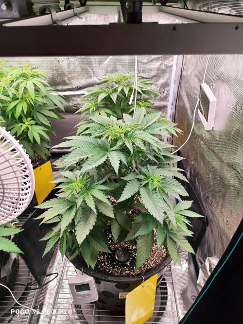Erntedankfest 1. Week 7