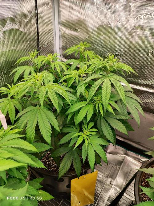 Erntedankfest 1. Week 7