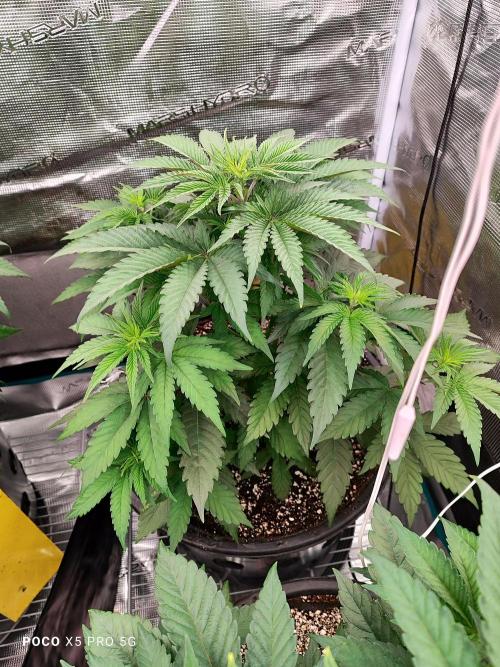 Erntedankfest 1. Week 7