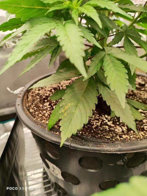 Erntedankfest 1. Week 7 - Kleine Anzeichen für ein Phosphor Mangel in der Vorblüte 