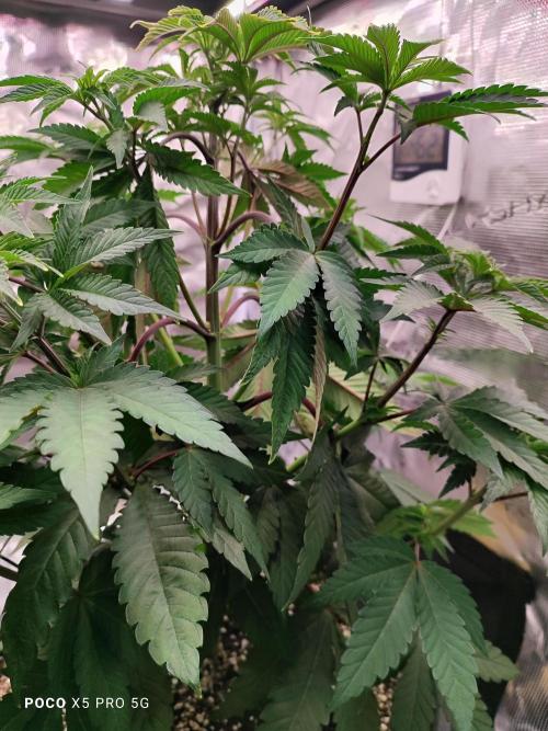 Erntedankfest 1. Week 8