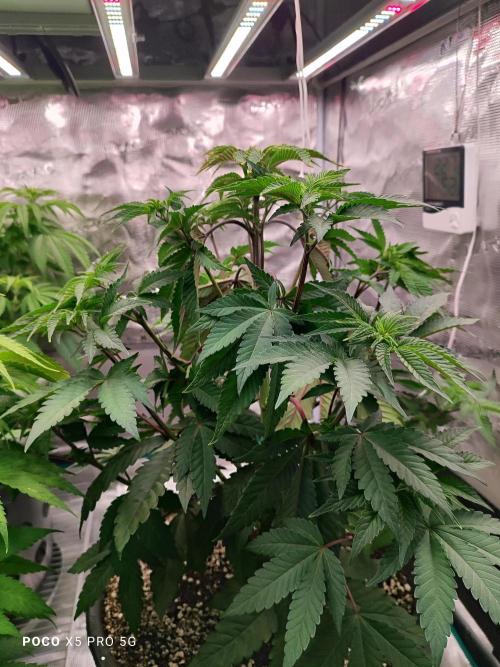 Erntedankfest 1. Week 8