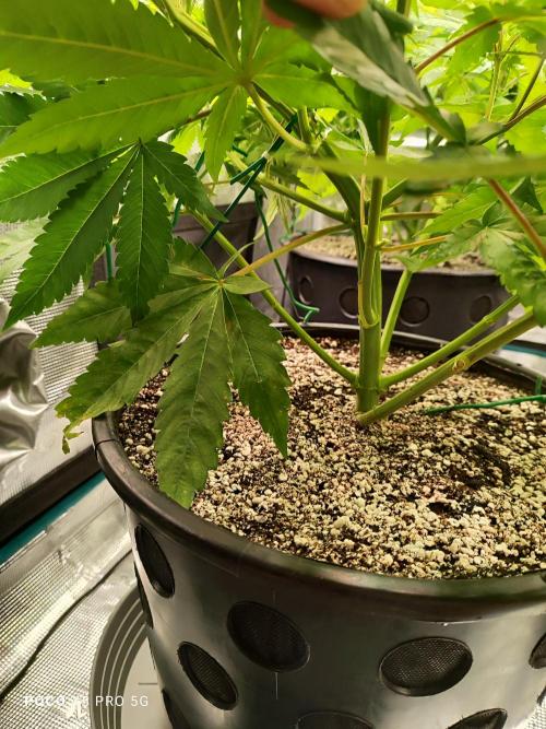 Erntedankfest 1. Week 8