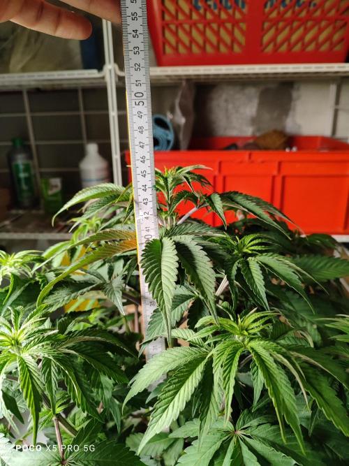 Erntedankfest 1. Week 8