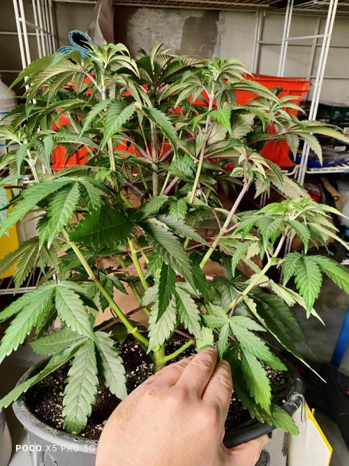 Erntedankfest 1. Week 8