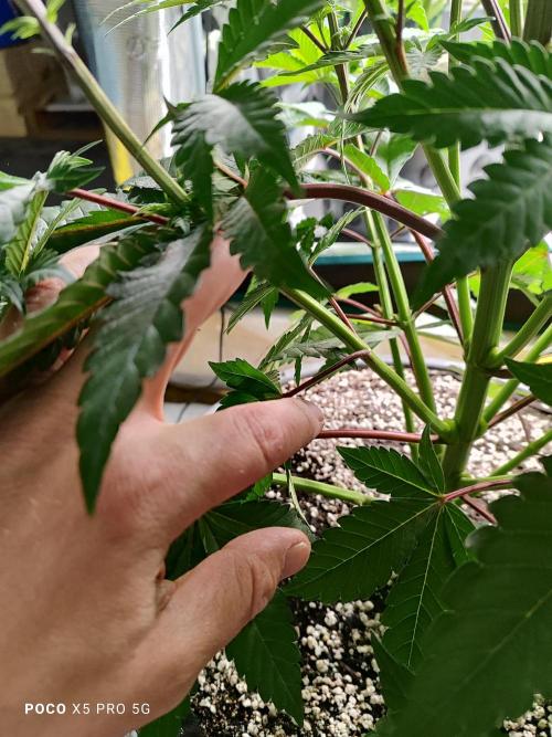 Erntedankfest 1. Week 8