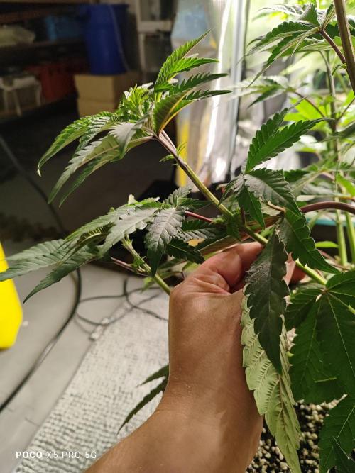 Erntedankfest 1. Week 8