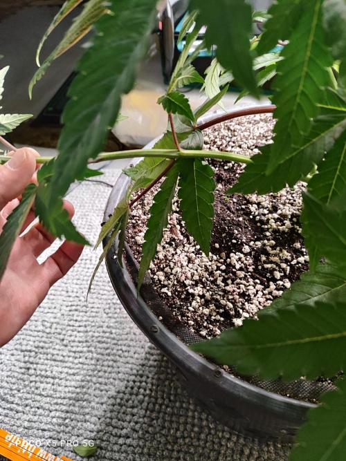 Erntedankfest 1. Week 8