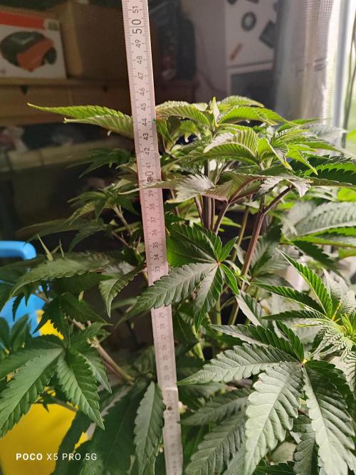 Erntedankfest 1. Week 8