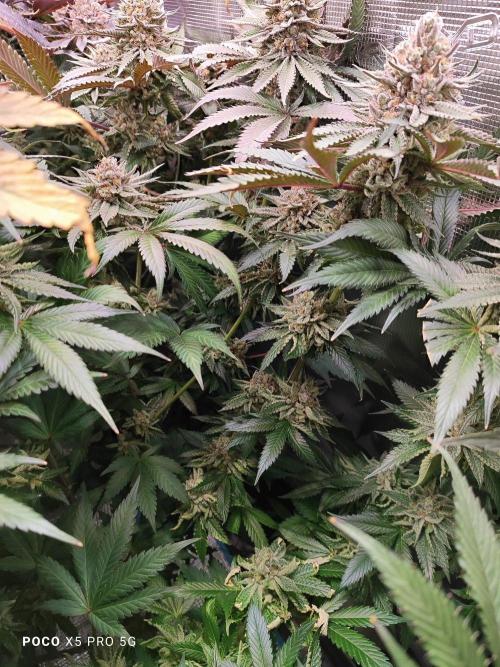 Erntedankfest 1. Week 16