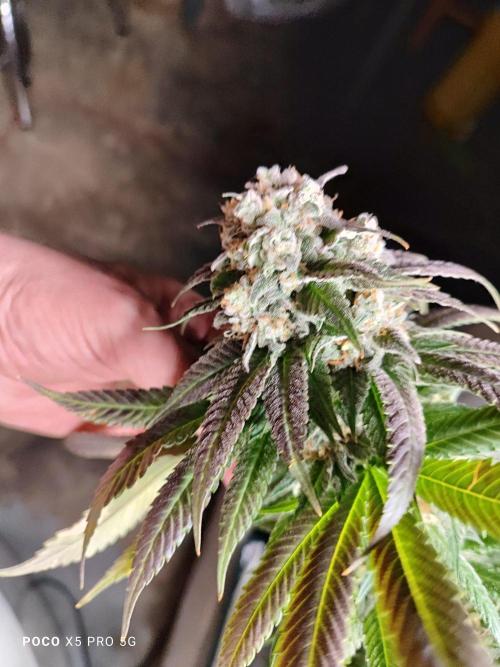 Erntedankfest 1. Week 16