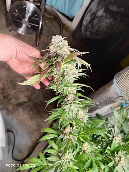 Erntedankfest 1. Week 16