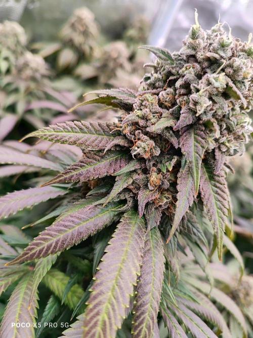 Erntedankfest 1. Week 16