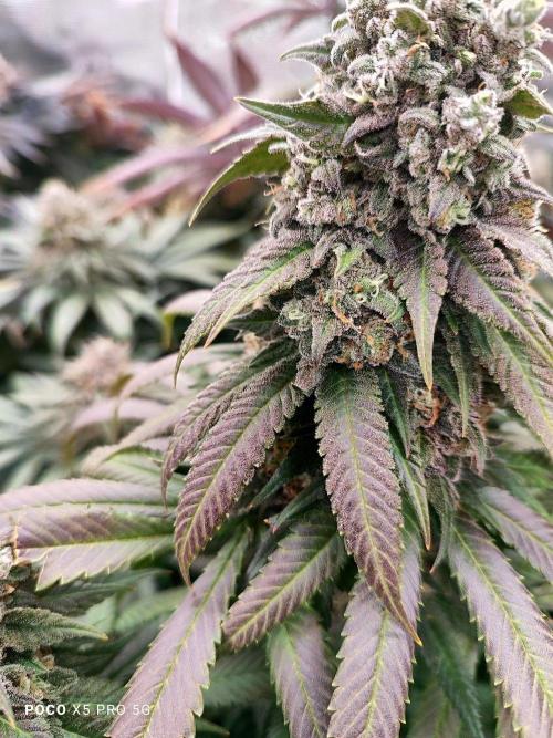 Erntedankfest 1. Week 16
