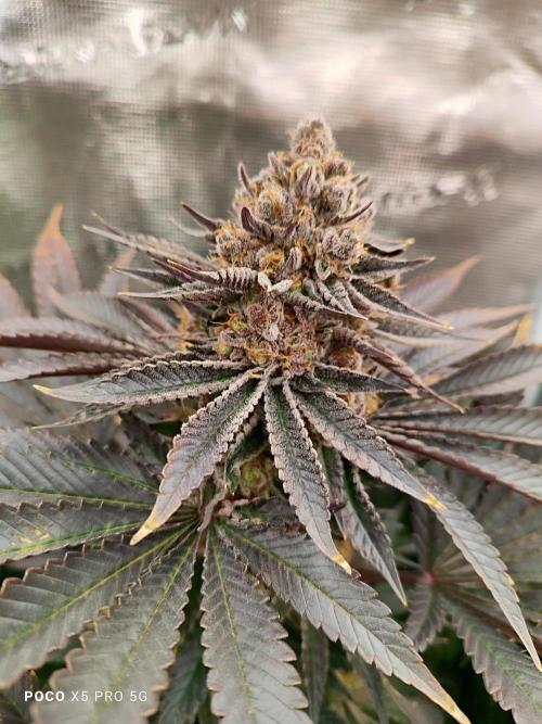 Erntedankfest 1. Week 16