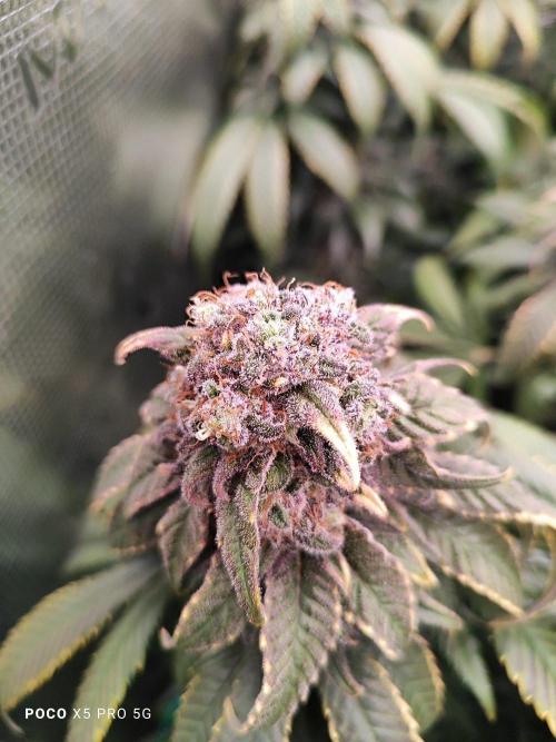 Erntedankfest 1. Week 16