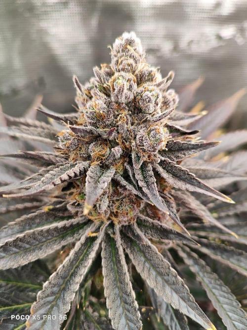 Erntedankfest 1. Week 16