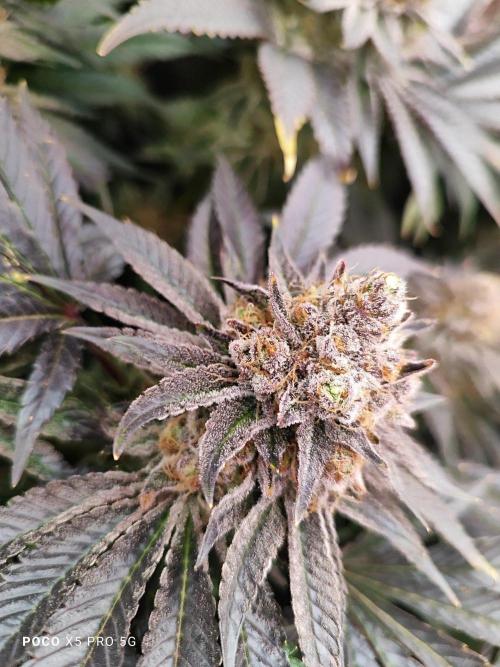 Erntedankfest 1. Week 16