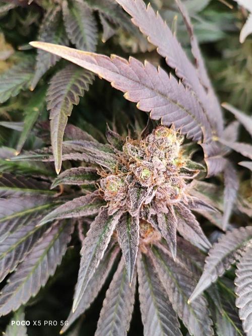 Erntedankfest 1. Week 16