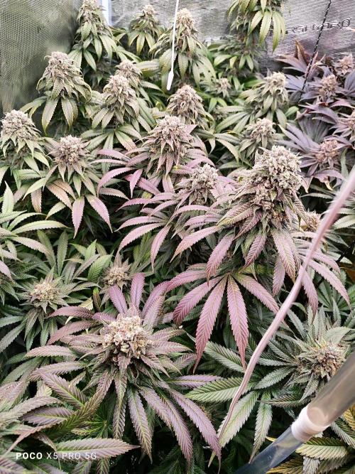 Erntedankfest 1. Week 16